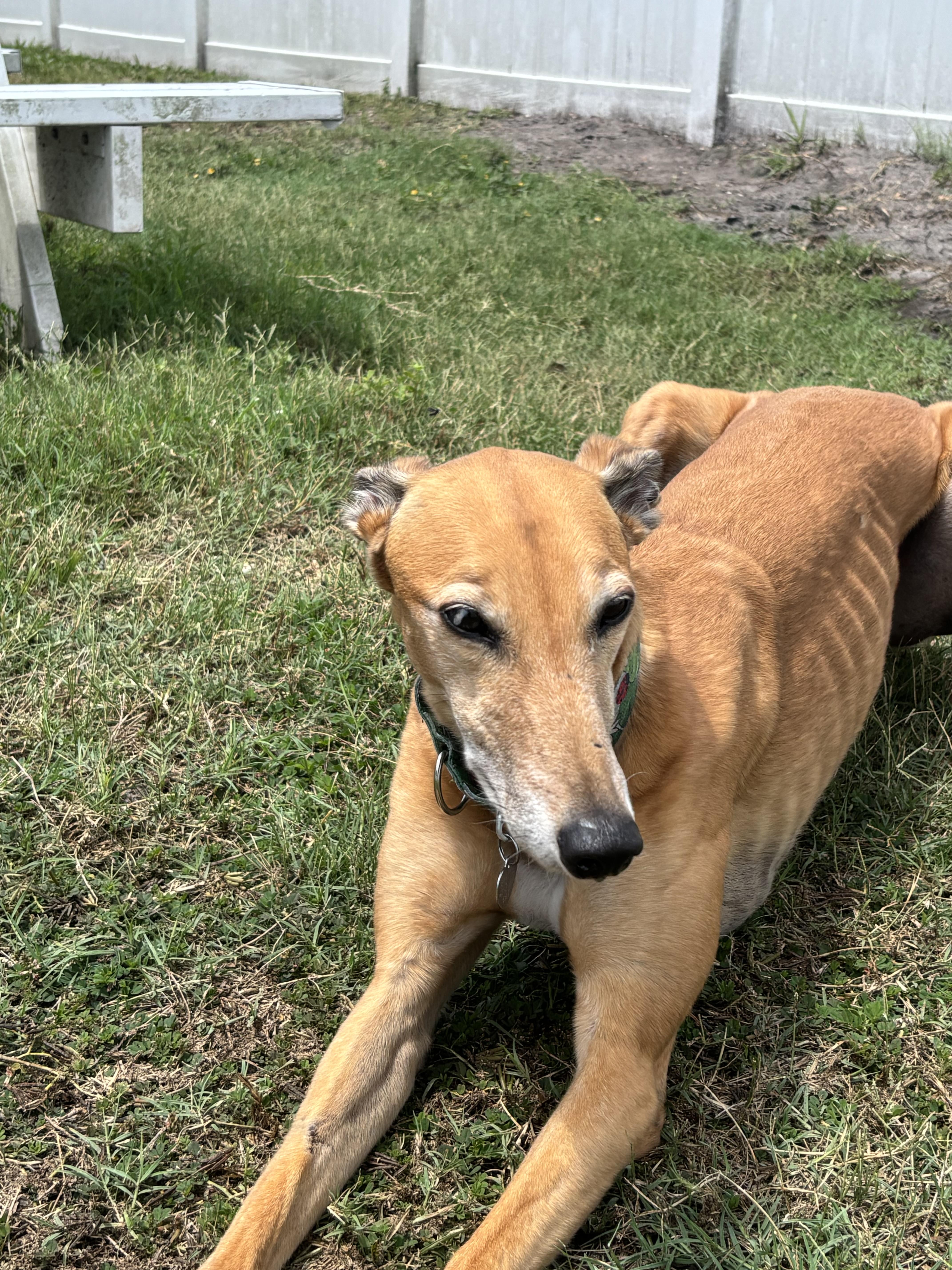 An adult large-sized female Greyhound dog named Country Roads for adoption in Tarpon Springs, FL