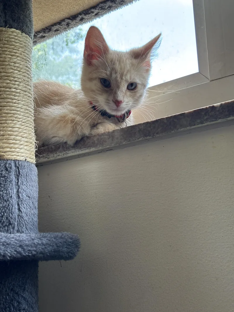 A baby small-sized male Domestic Short Hair cat named Risk for adoption in Bethel Park, PA