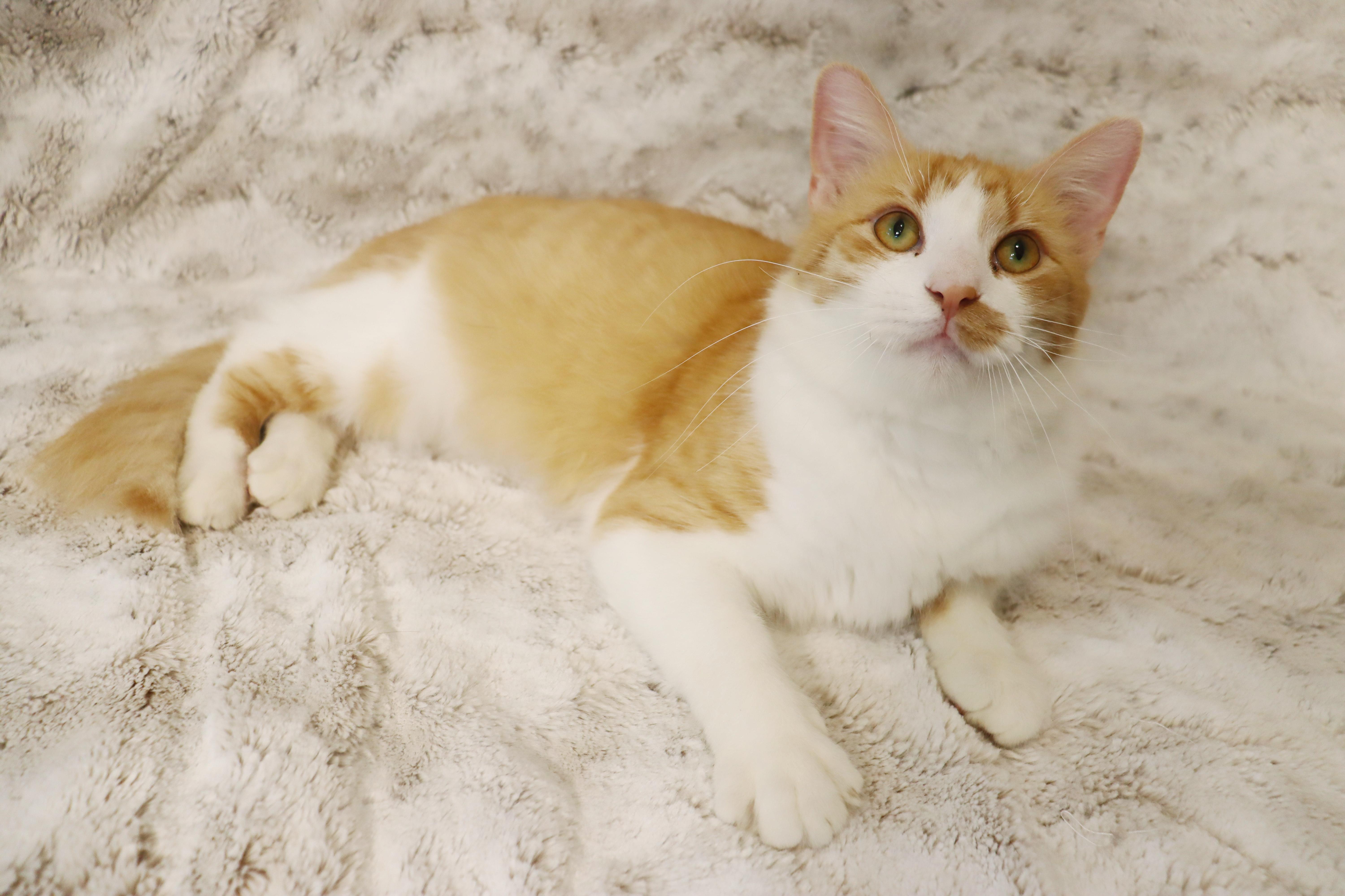An adult large-sized male Domestic Medium Hair cat named Cheerio Ultra loving and for adoption in League City, TX