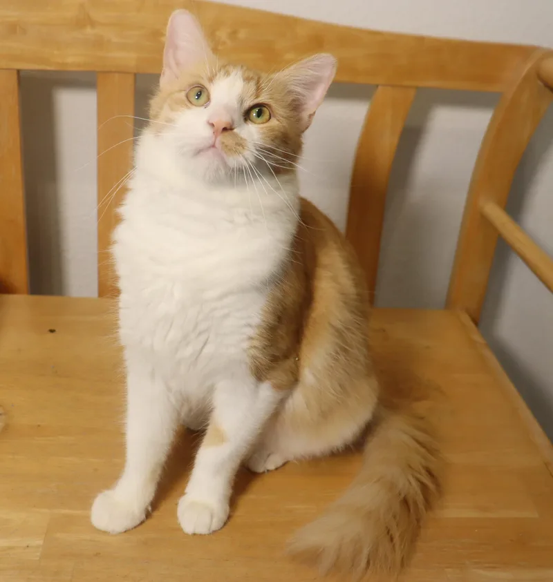 Cheerio Ultra loving and thumbnail 3