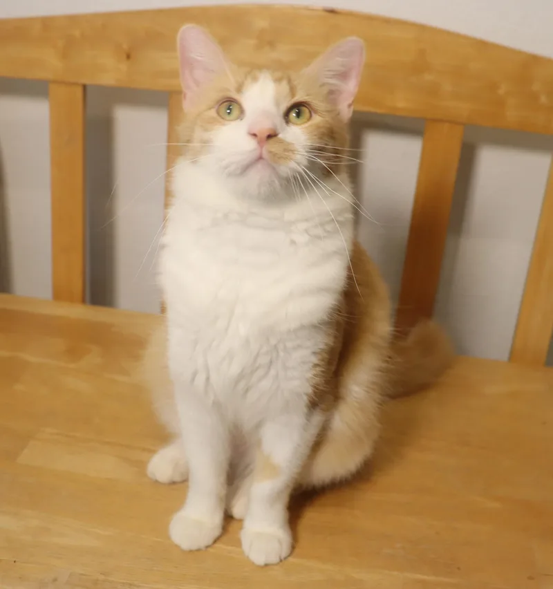Cheerio Ultra loving and thumbnail 6