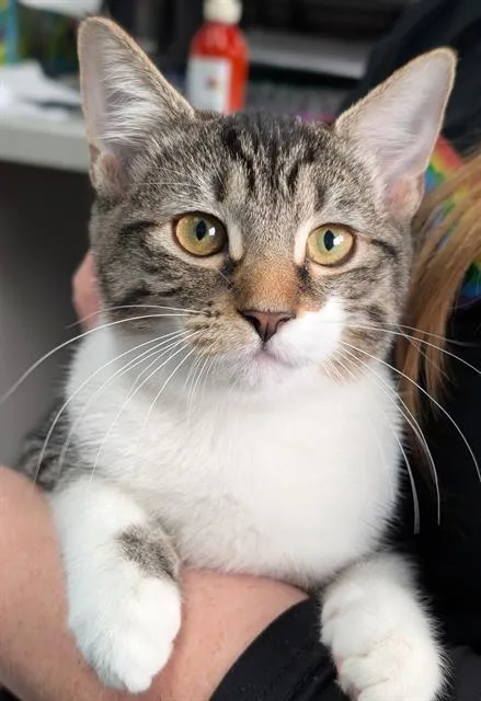 A baby medium-sized female Domestic Short Hair cat named Shay for adoption in Canfield, OH