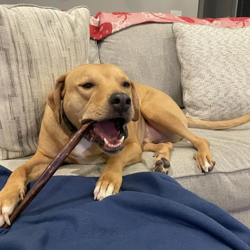An adult large-sized male Red / Chestnut / Orange Labrador Retriever dog named Rocco for adoption in Little Rock, AR