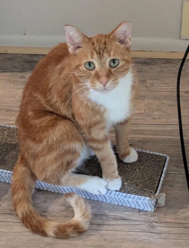 Salmon