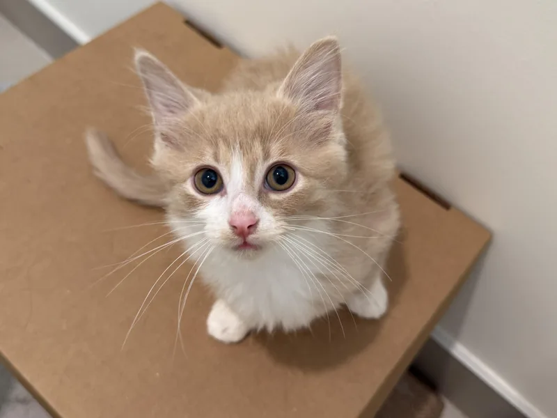 A baby medium-sized male Buff & White Domestic Medium Hair cat named Francis for adoption in Evanston, IL