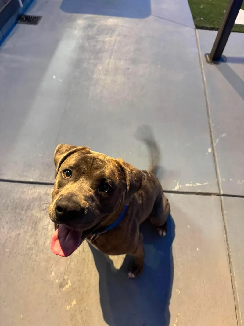 A young medium-sized male Pit Bull Terrier dog named Rufus for adoption in Seward, NE