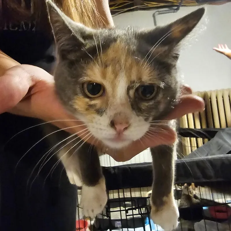 A baby small-sized female Calico Domestic Short Hair cat named Star for adoption in Ringtown, PA