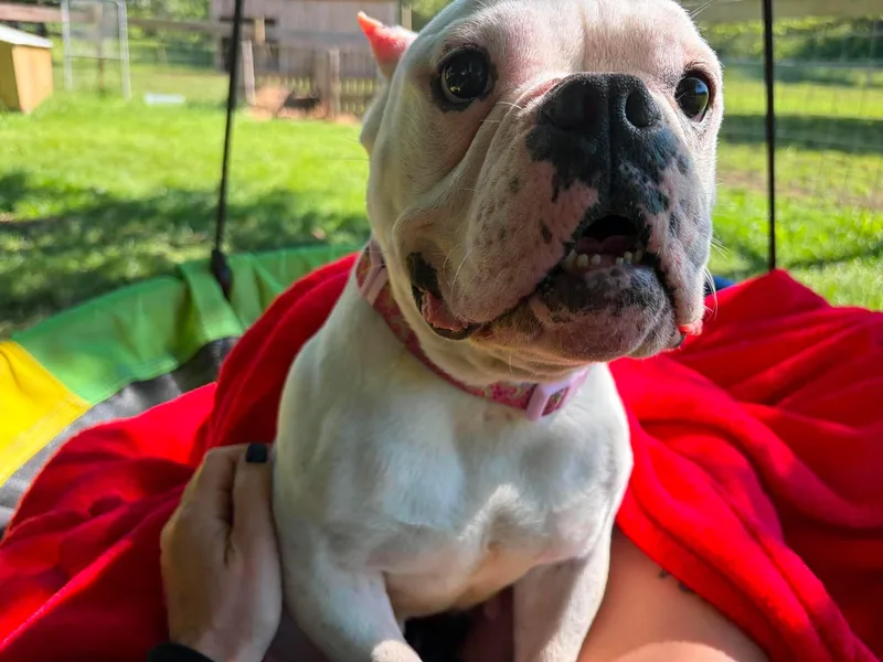 A young medium-sized female American Bully dog named Junie for adoption in Clay, NY