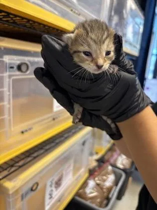 A baby medium-sized female Gray / Blue / Silver Domestic Short Hair cat named 61468452 for adoption in El Paso, TX