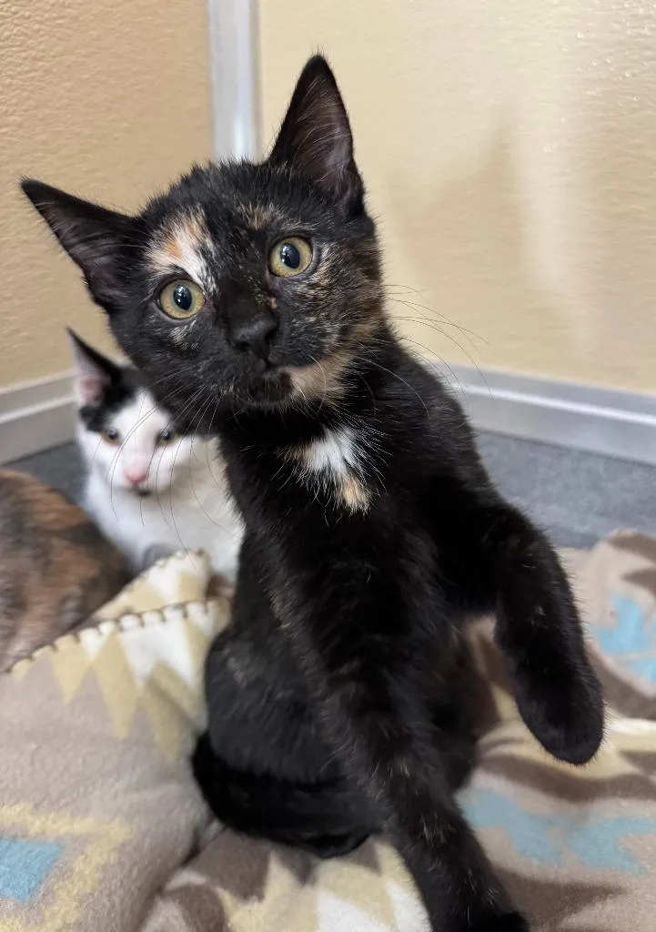 A baby medium-sized female Tortoiseshell Domestic Short Hair cat named Maple for adoption in Tomah, WI