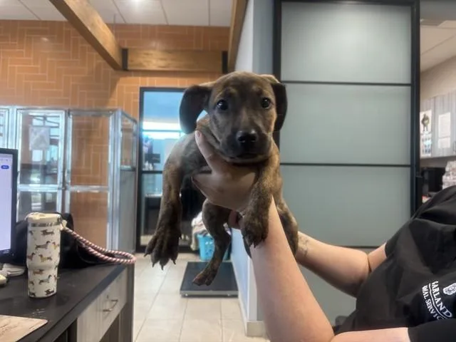 A baby small-sized female Mixed Breed dog named Aura for adoption in Garland, TX