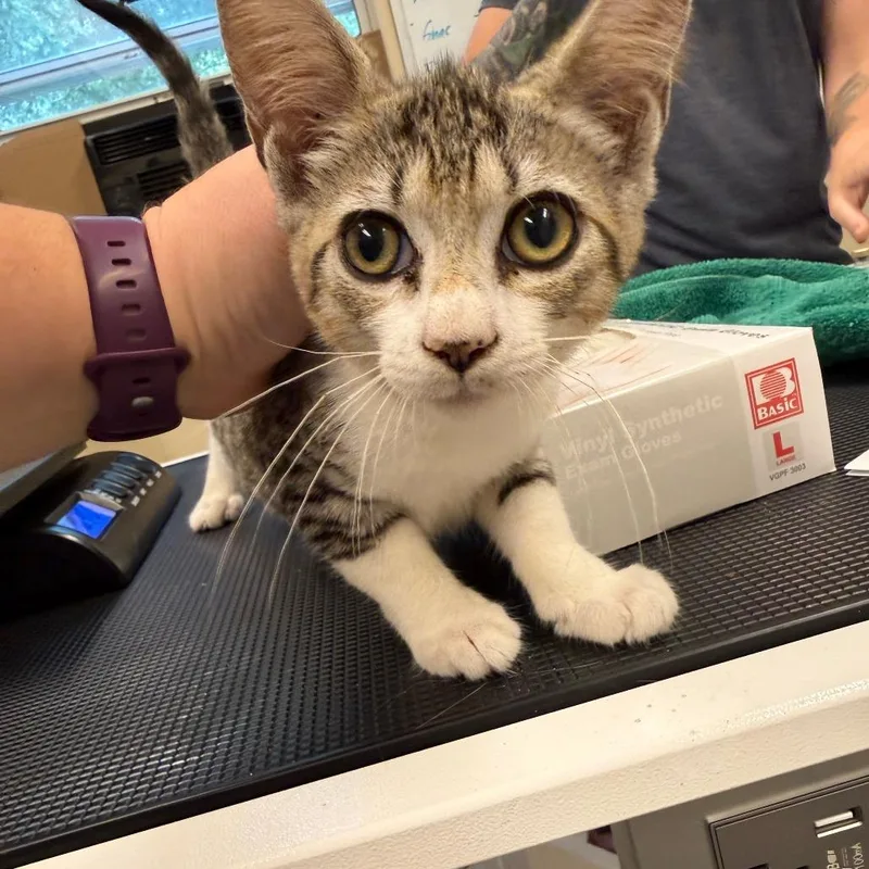 A baby small-sized male Brown / Chocolate Domestic Short Hair cat named Sandstorm for adoption in Lake Panasoffkee, FL