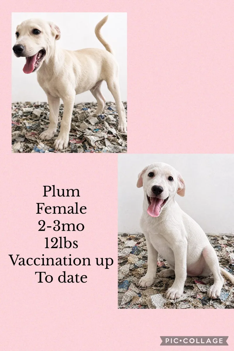 A young medium-sized female Labrador Retriever dog named Plum for adoption in Virginia Beach, VA