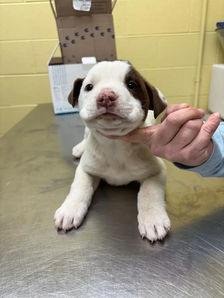 A baby small-sized male Labrador Retriever dog named Hank Jr for adoption in Crossville, TN