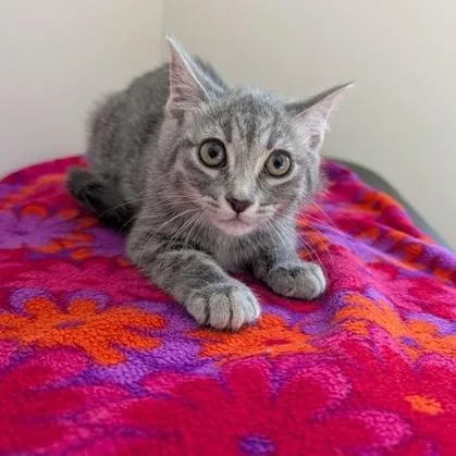 A baby small-sized female Tabby (Gray / Blue / Silver) Domestic Short Hair cat named Lilly for adoption in Rochester, MN
