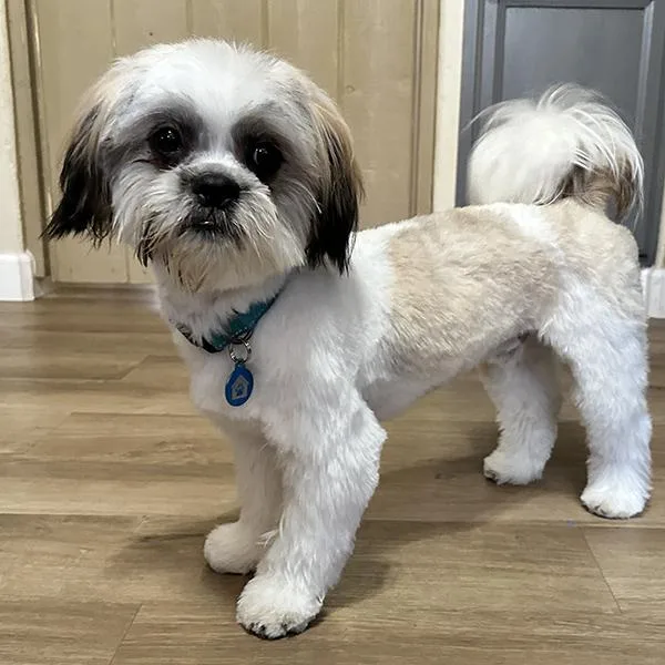 Buddy