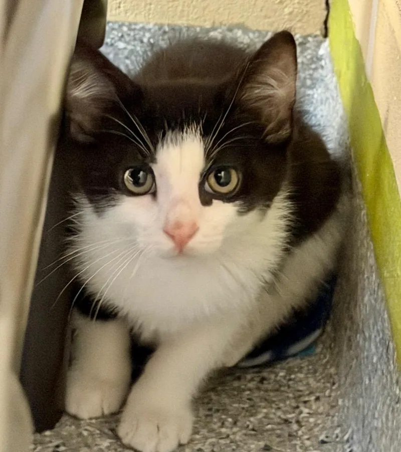 A baby medium-sized male Domestic Short Hair cat named Kevin for adoption in Columbia, IL