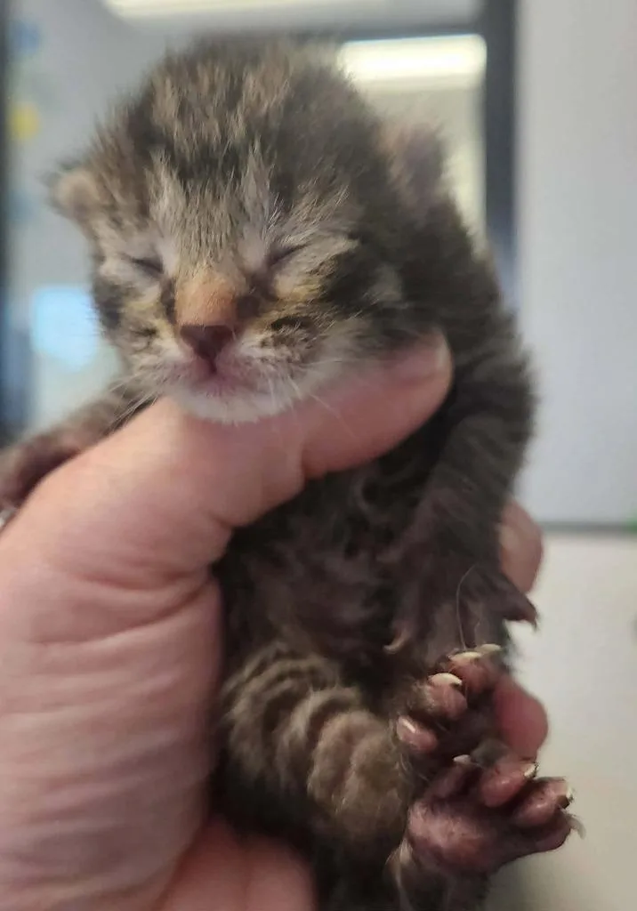 A baby small-sized male Domestic Short Hair cat named Hutton for adoption in Republic, MO