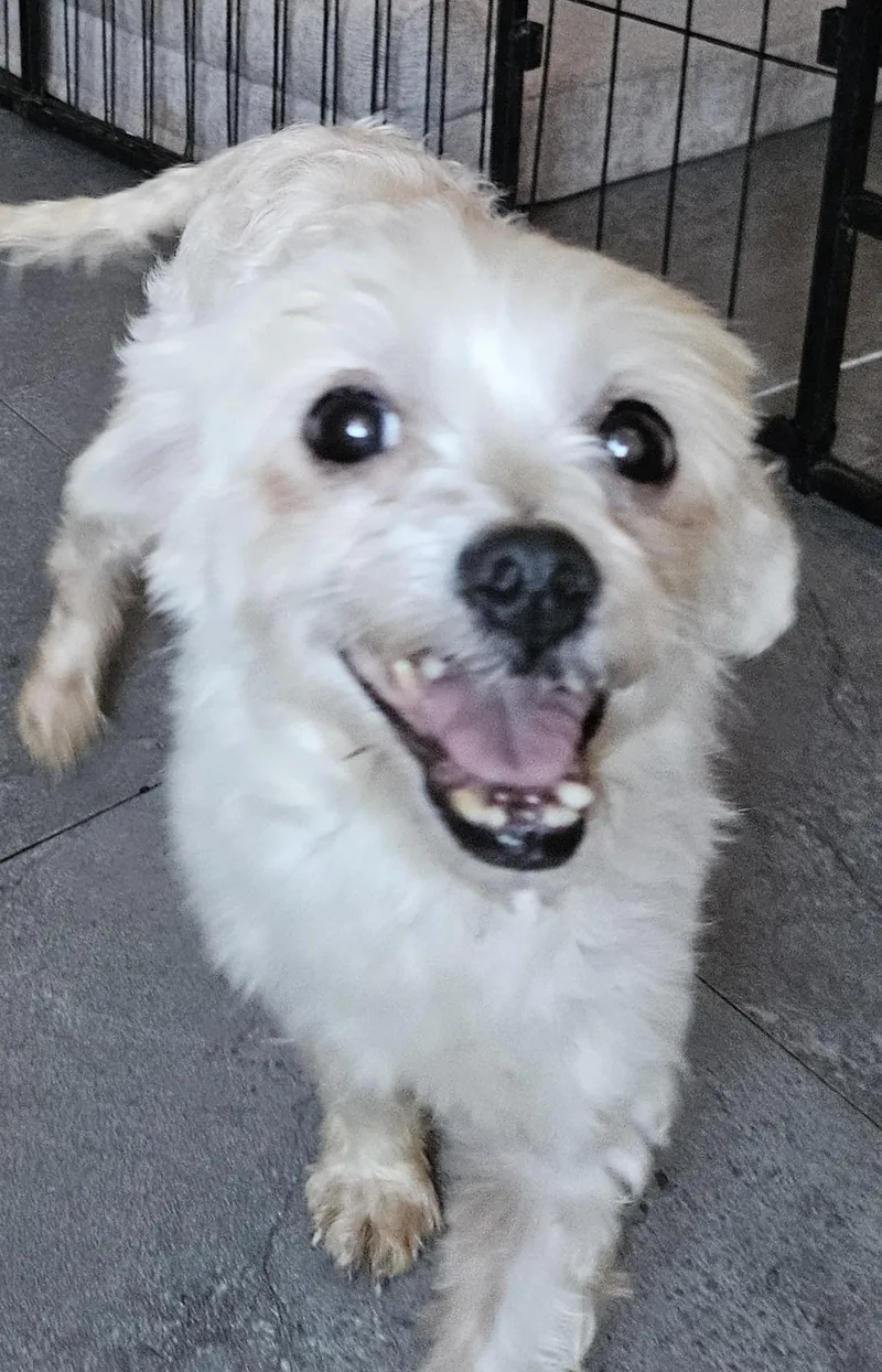 An adult small-sized female Maltipoo dog named Blanche for adoption in Centerville, GA
