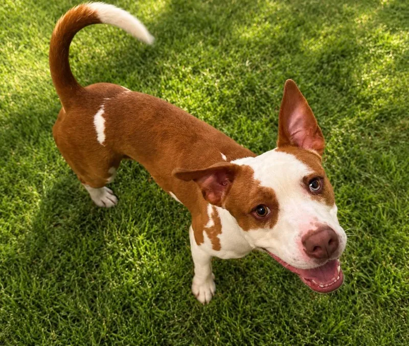 An adult medium-sized male Mixed Breed dog named Bones for adoption in Ocala, FL