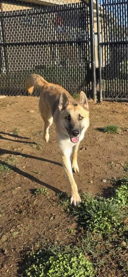 An adult large-sized male Mixed Breed dog named Diesel for adoption in Sevierville, TN