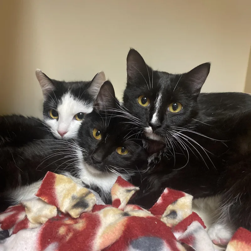 Key Lime thumbnail 3