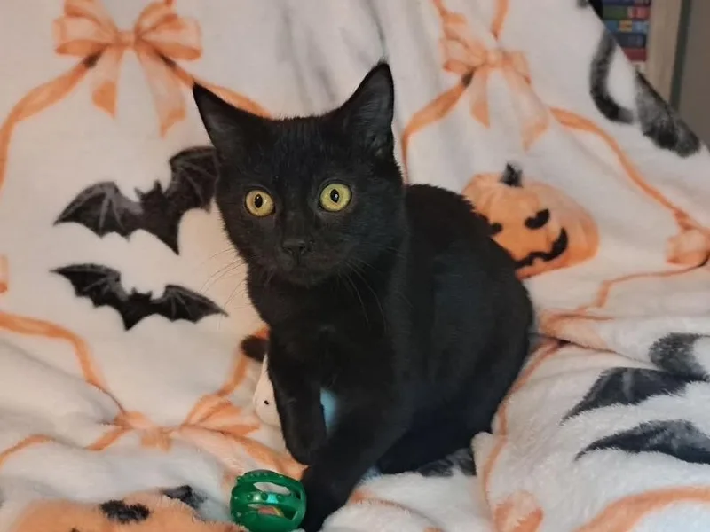 A baby small-sized female Black Domestic Short Hair cat named Raven for adoption in Dutton, VA