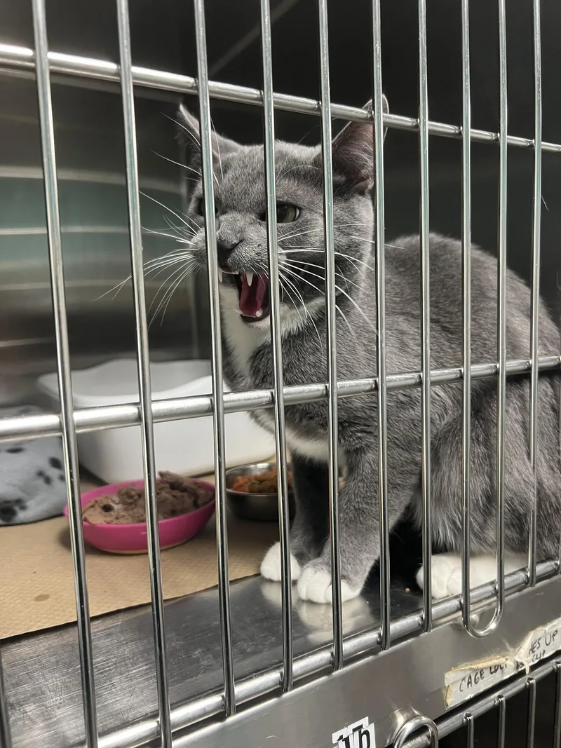 A young medium-sized male Gray & White Domestic Short Hair cat named Fast Boy for adoption in Trenton, NJ