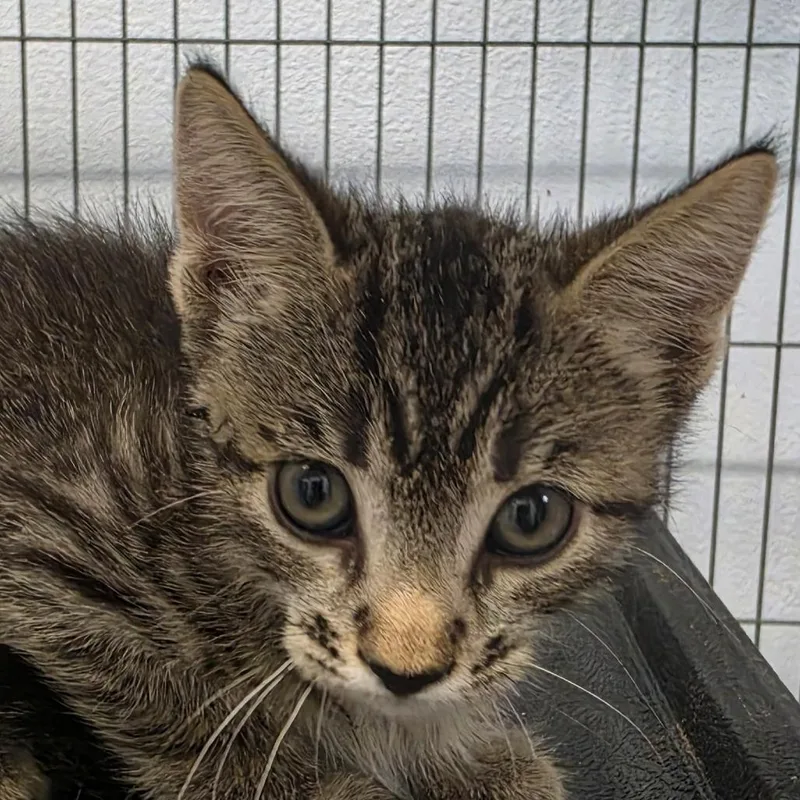 A baby small-sized male Black Domestic Short Hair cat named Charlie for adoption in Desert Hot Springs, CA