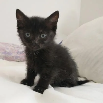 A baby small-sized female Domestic Short Hair cat named Sombra for adoption in Wheaton, IL