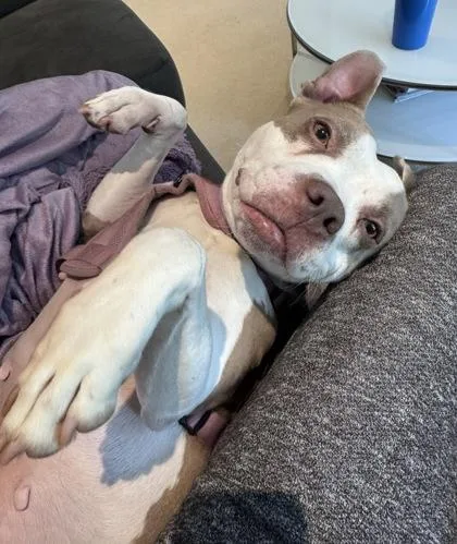 An adult medium-sized female Mixed Breed dog named Romilda for adoption in Chamblee, GA