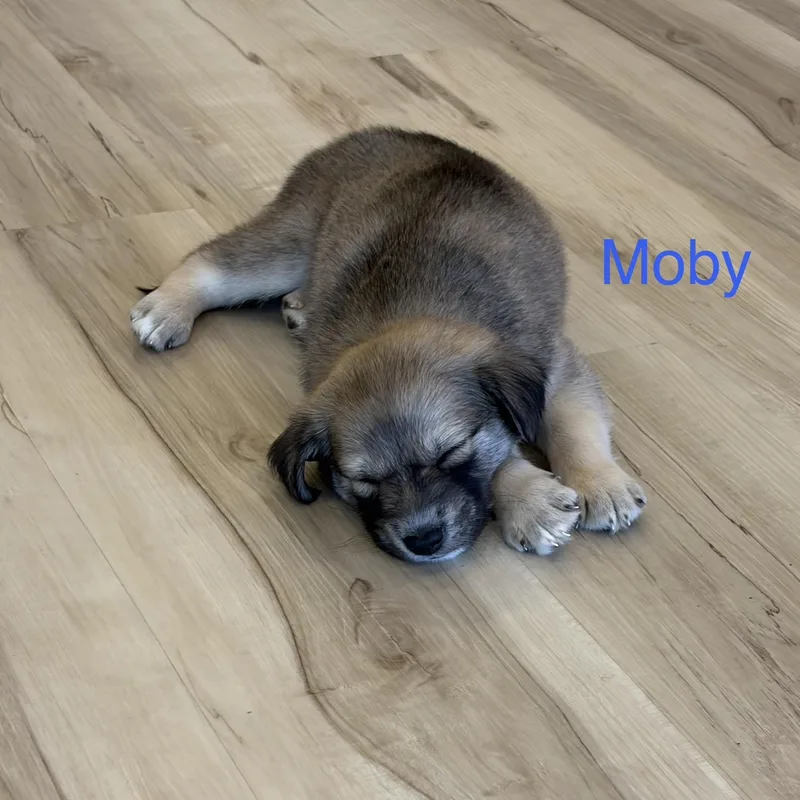 Moby