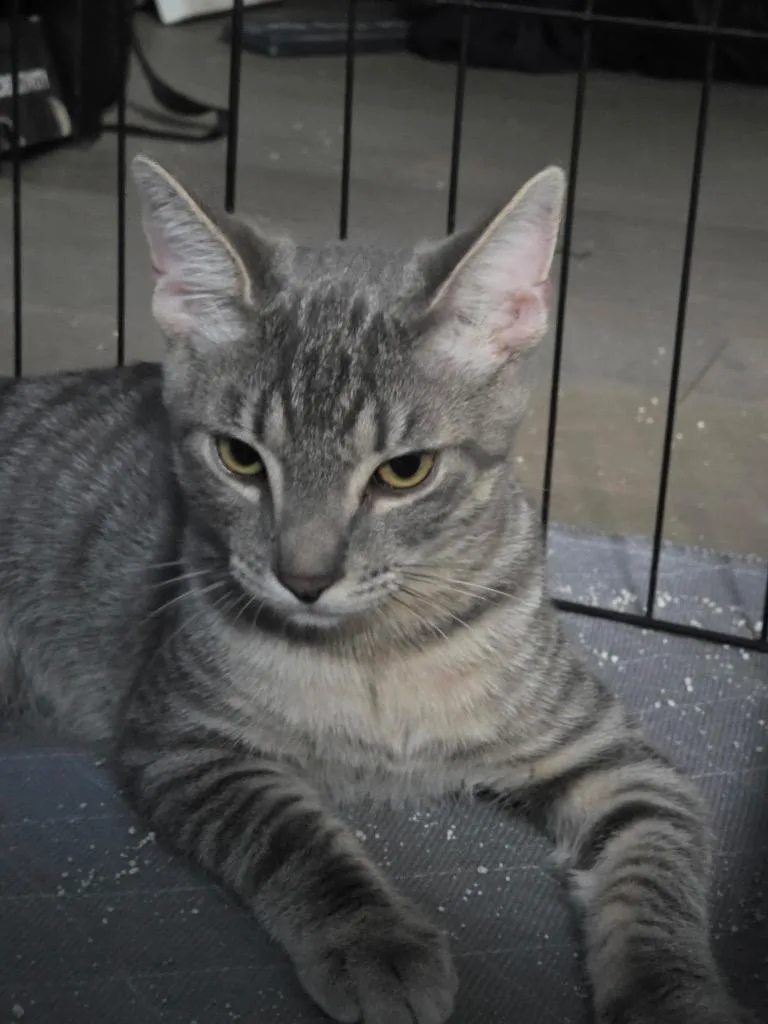 A baby medium-sized male Domestic Short Hair cat named Rocco for adoption in Tampa, FL