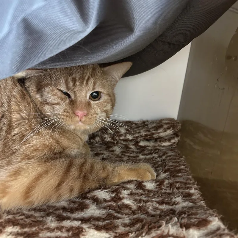 A young medium-sized male Orange / Red Domestic Short Hair cat named Notch for adoption in Park City, UT