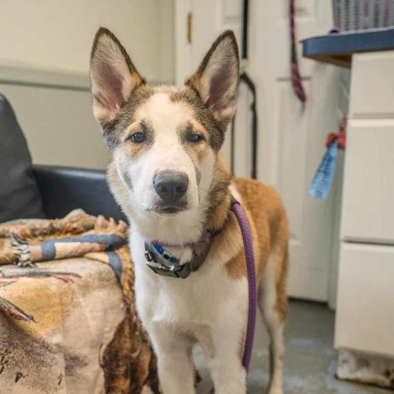 A baby medium-sized male Yellow / Tan / Blond / Fawn Husky dog named Benji for adoption in Pawling, NY