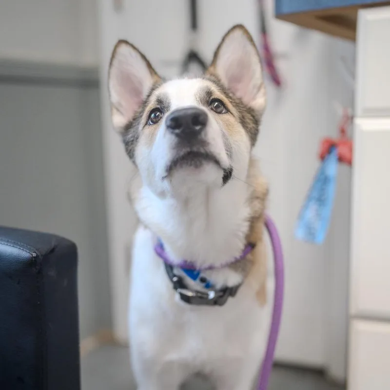 Benji thumbnail 4