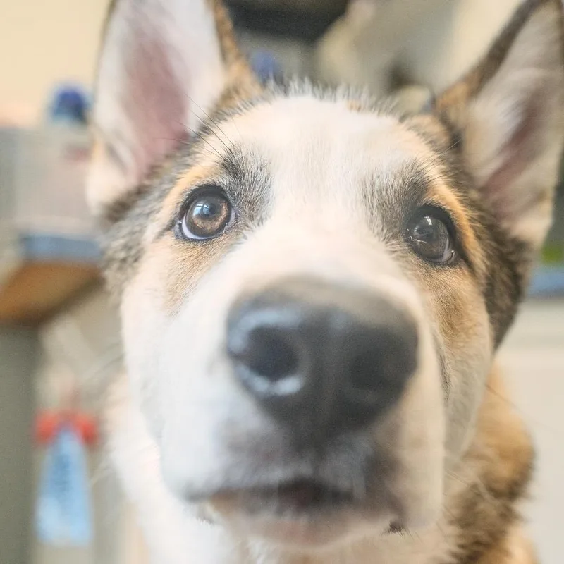 Benji thumbnail 5