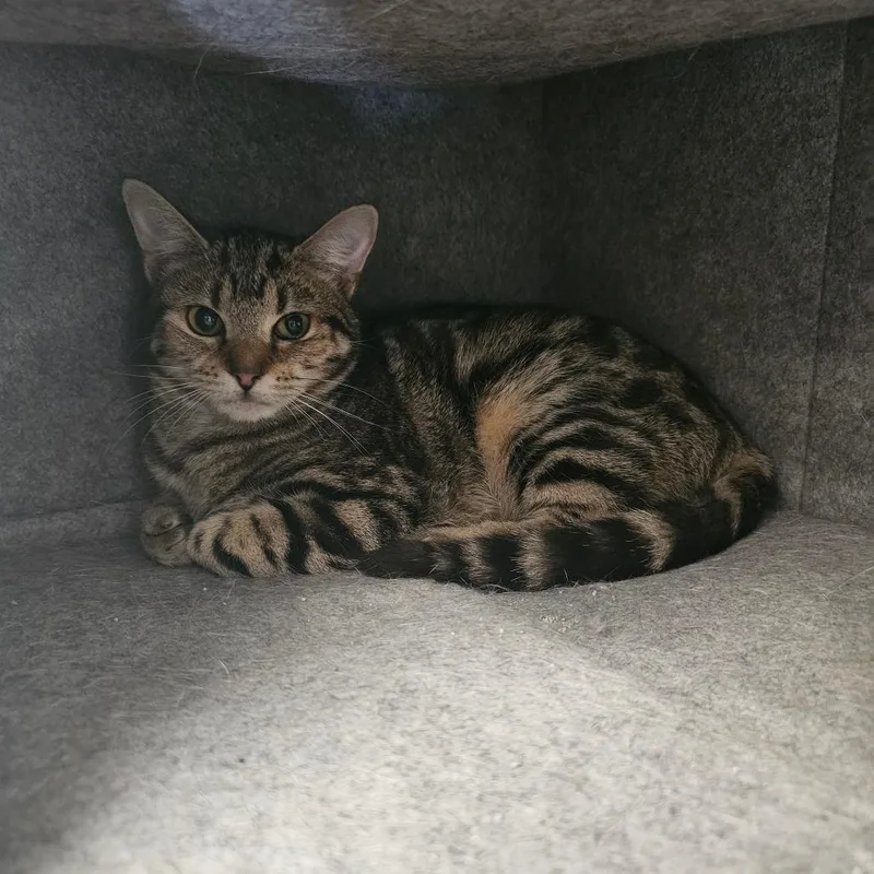 A young small-sized female Brown / Chocolate Domestic Short Hair cat named Bindi for adoption in Frederick, MD