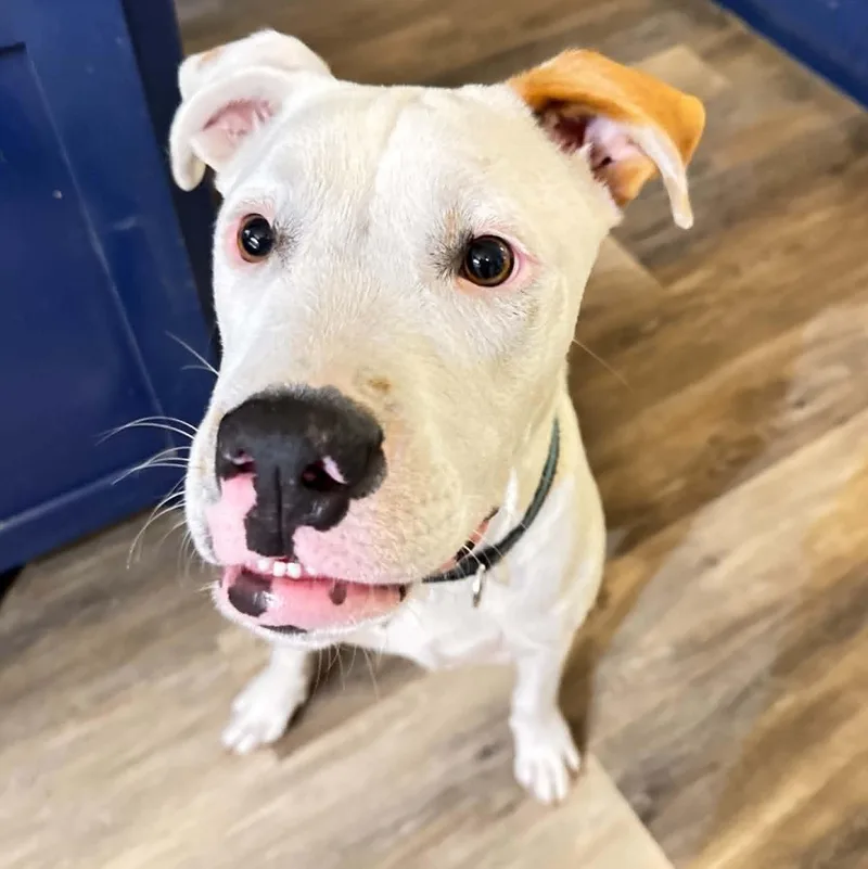 A young medium-sized male White / Cream Terrier dog named Edgar Allan Paw for adoption in Corpus Christi, TX