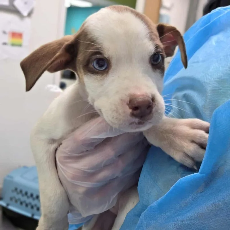 A baby small-sized female Brown / Chocolate Mixed Breed dog named Modelo for adoption in Charleston, WV
