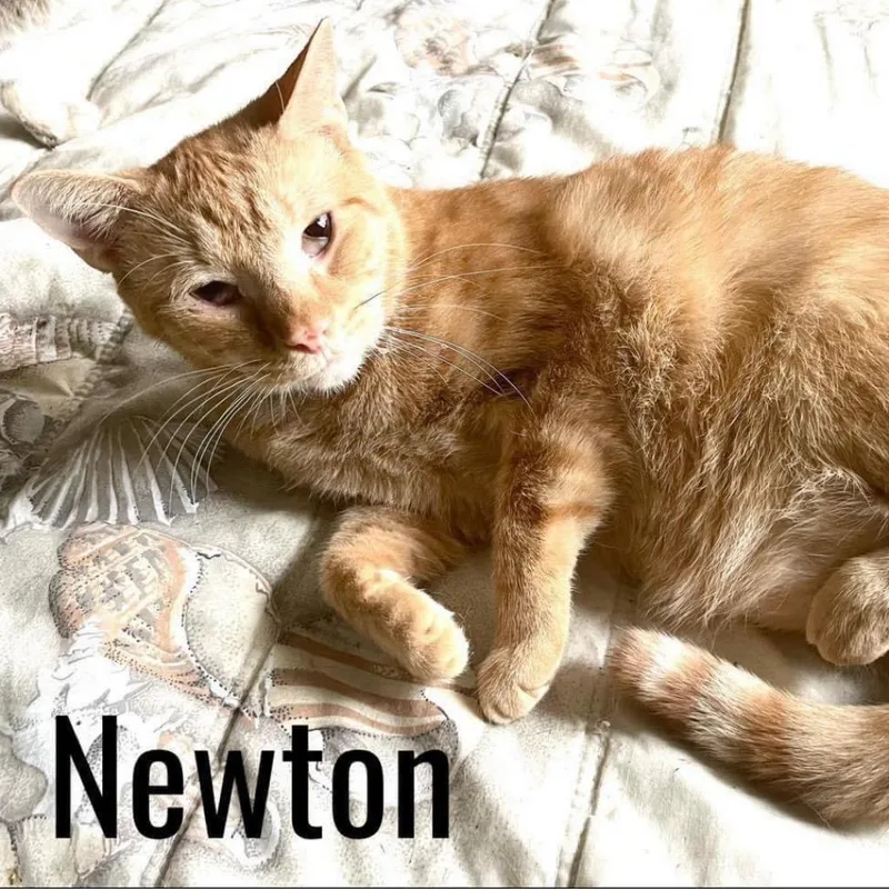A senior small-sized male Domestic Short Hair cat named Newton for adoption in Washington, PA