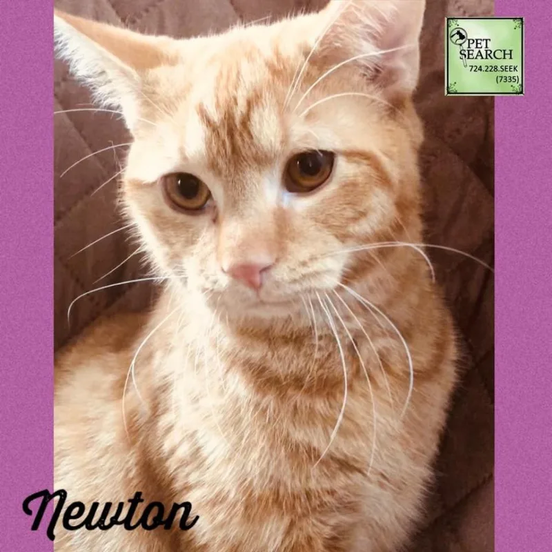 Newton thumbnail 2