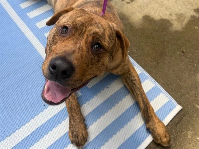 A young large-sized male Pit Bull Terrier dog named Ambrose for adoption in Santa Rosa, CA