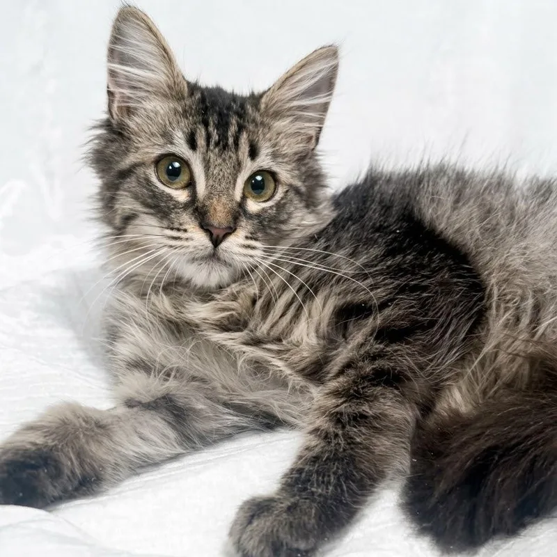A baby small-sized male Domestic Long Hair cat named Moose for adoption in Miami, FL