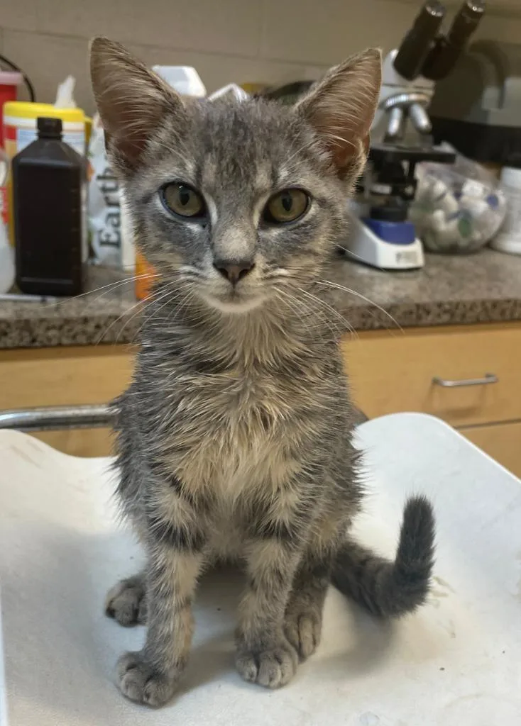 A baby small-sized male Domestic Short Hair cat named Daffy for adoption in Elizabethton, TN