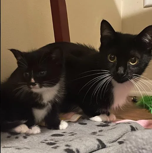 A young medium-sized female Black & White / Tuxedo Tuxedo cat named Lori for adoption in Indianapolis, IN