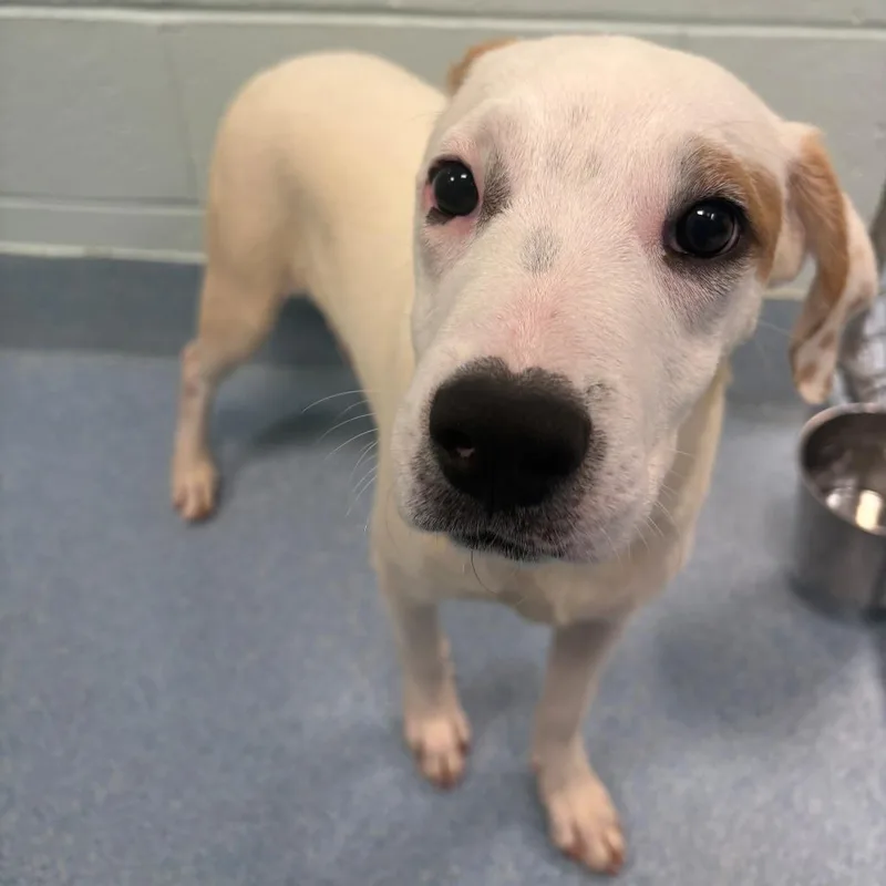 A young medium-sized female Brown / Chocolate Mixed Breed dog named Monster Mash for adoption in East Hanover, NJ