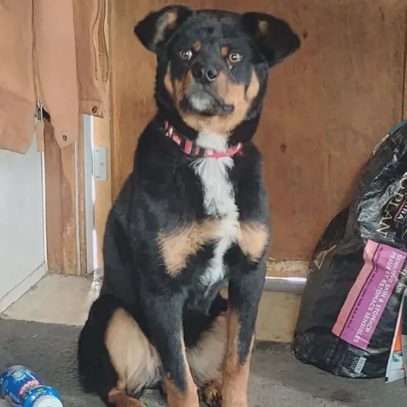 A young large-sized male Black Rottweiler dog named Aster for adoption in Tacoma, WA