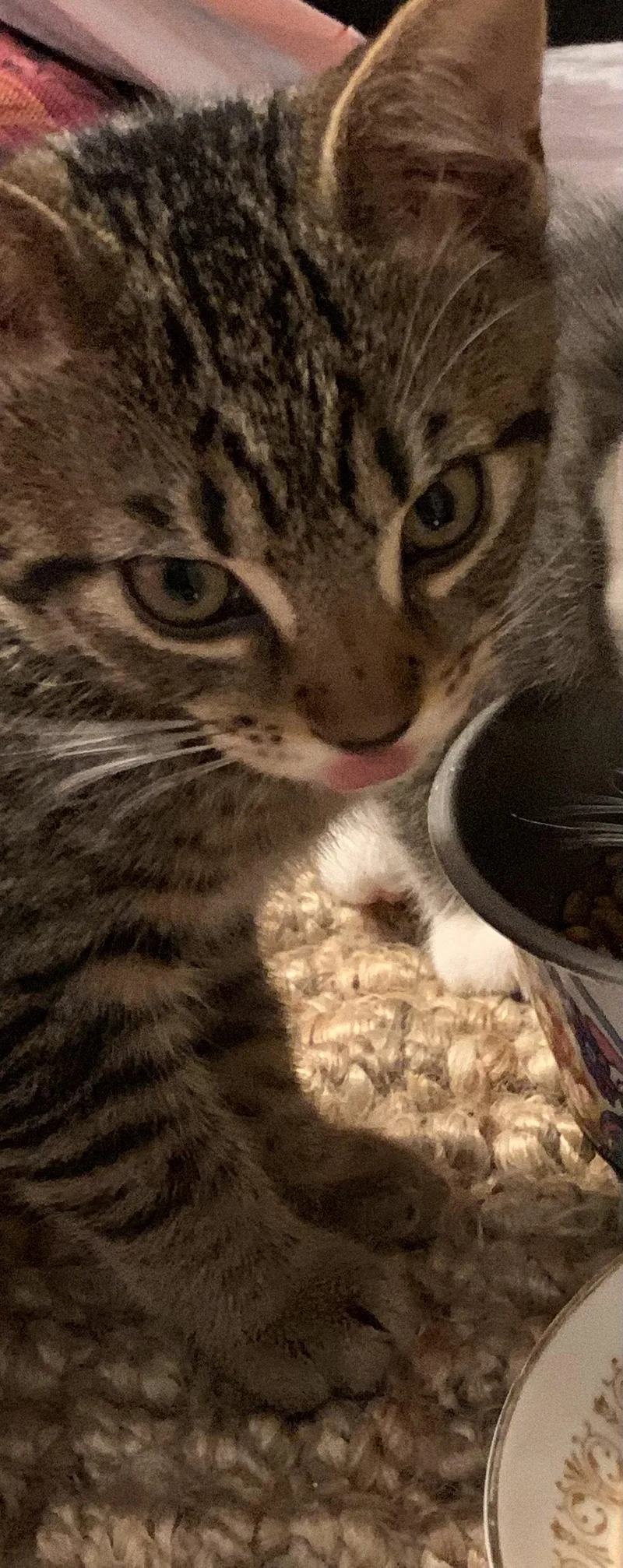 A baby medium-sized female Tabby cat named Ruby Willow Grove for adoption in Greenville, DE