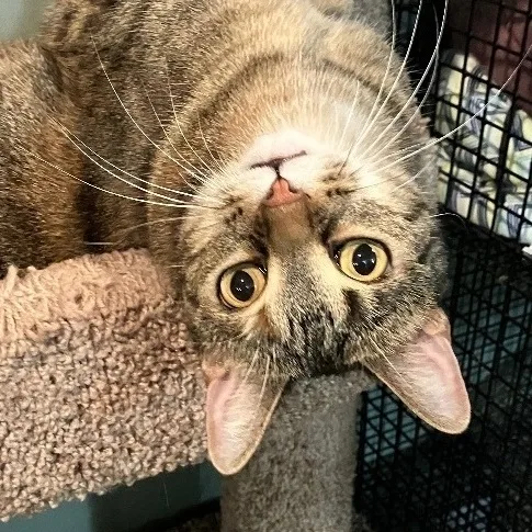 Gianna The Gorgeous thumbnail 4